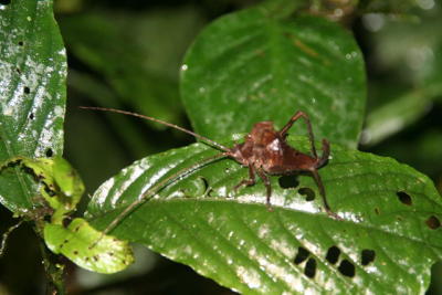 Monteverde Cloud Forest Night Walk