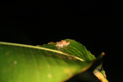 Tree Frog