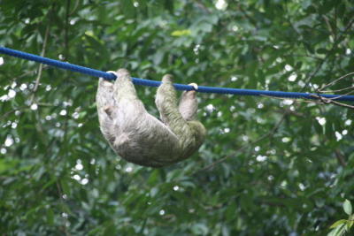 Sloth over the road